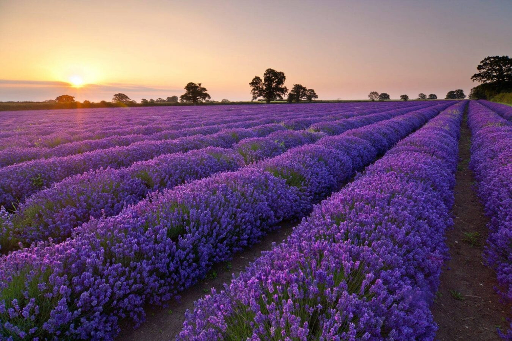 Cánh đồng hoa lavender tím nằm bên bờ hồ Tuyền Lâm, tạo nên khung cảnh lãng mạn như miền Provence nước Pháp 